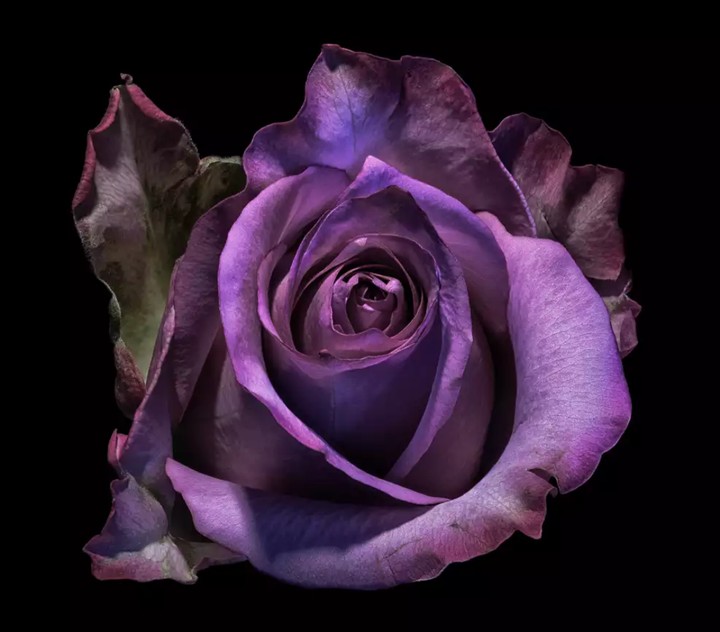 purple flower