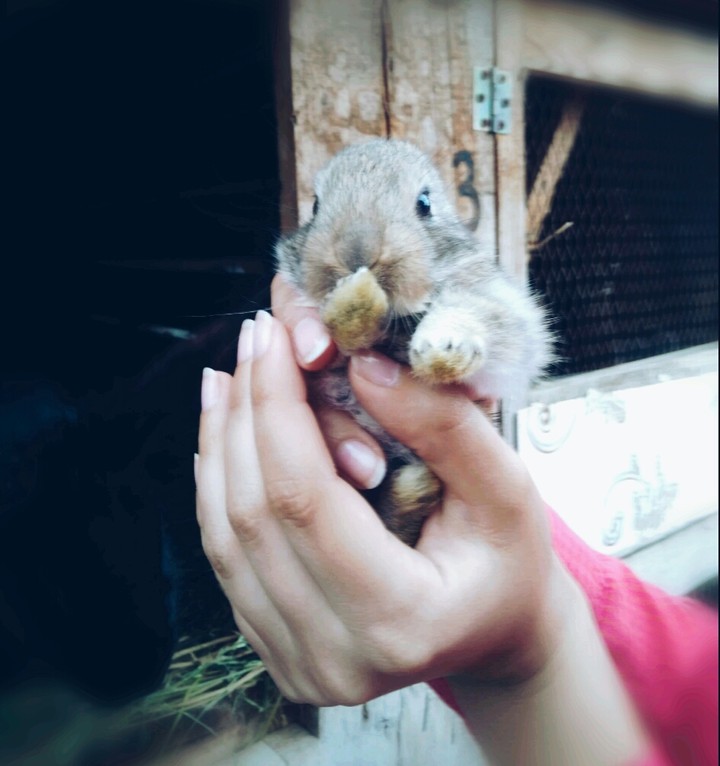 little rabbit