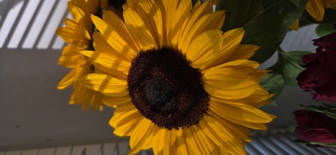 sfondi sunflowers, flower