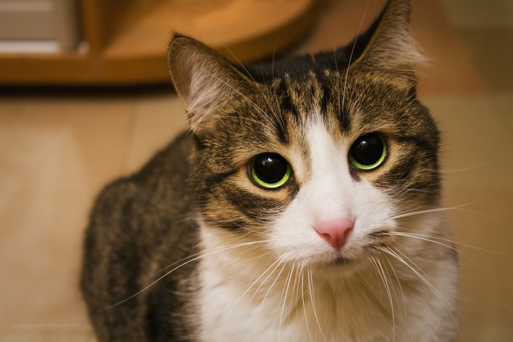 cat