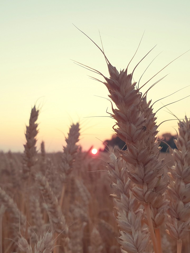 Sunset and wheat
