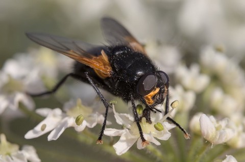 hymenopterans, Close-up वॉलपेपर