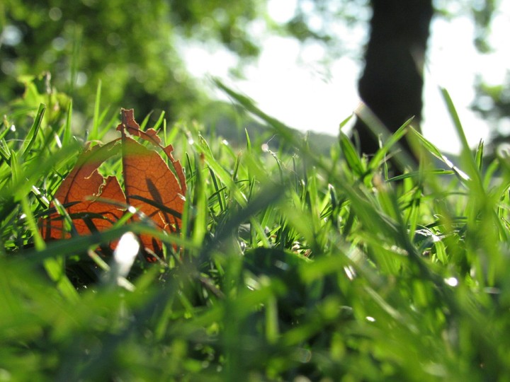 broken leaf in the grass