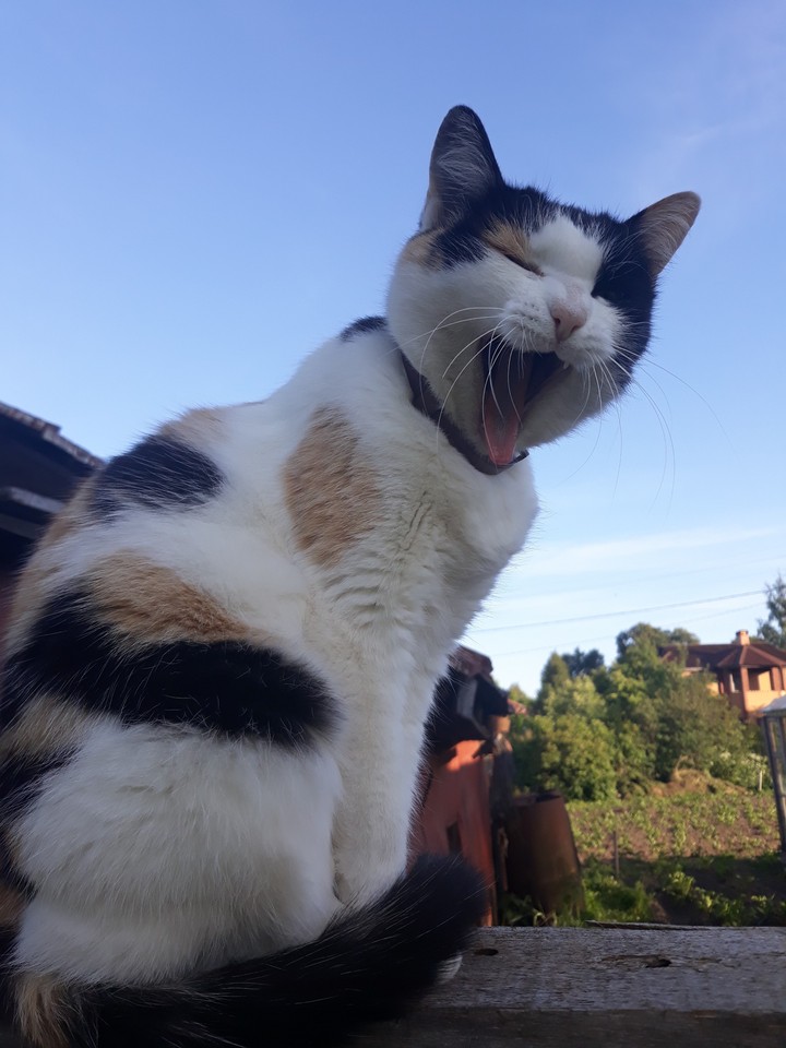#cats #village #country #russia