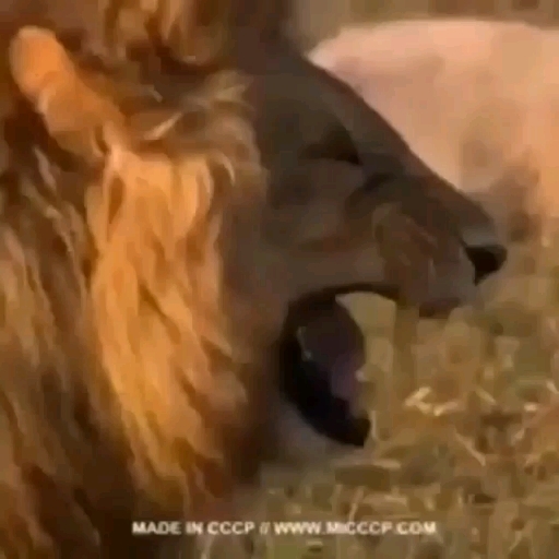 ooo