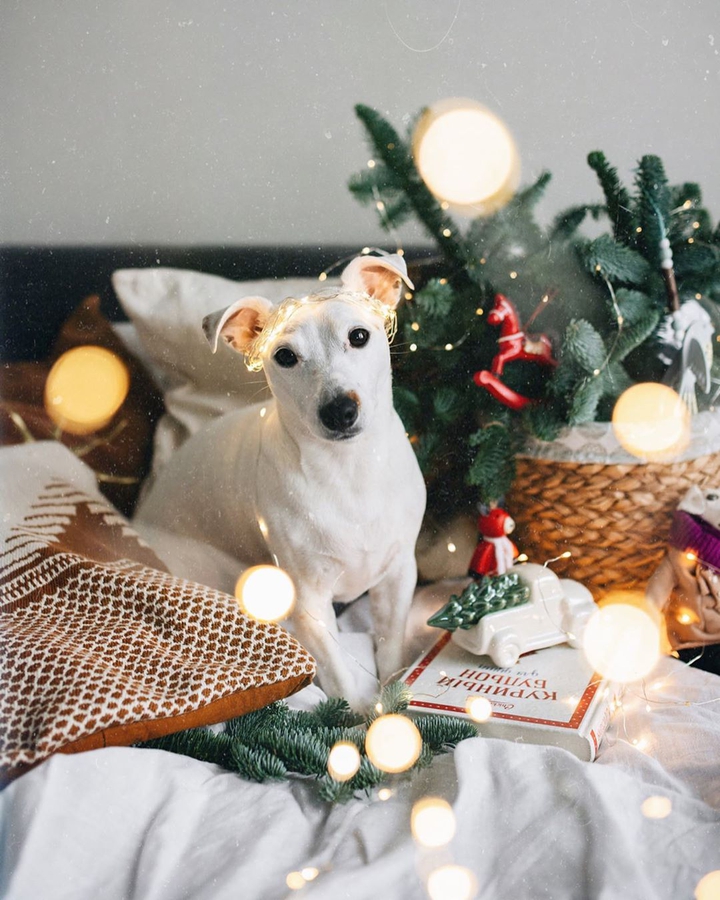 christmas dog