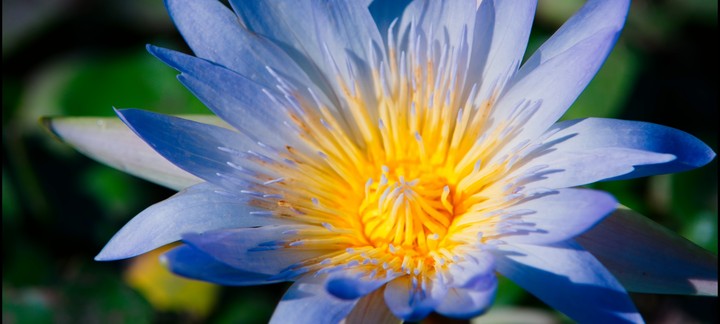 flowers sweet