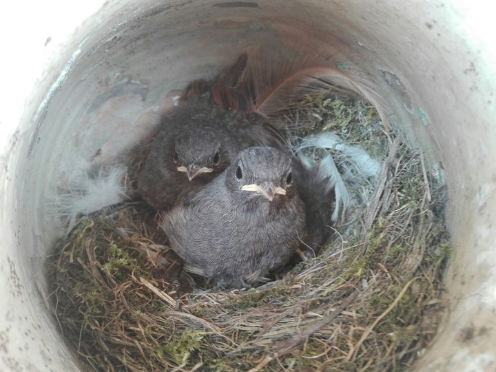 birds