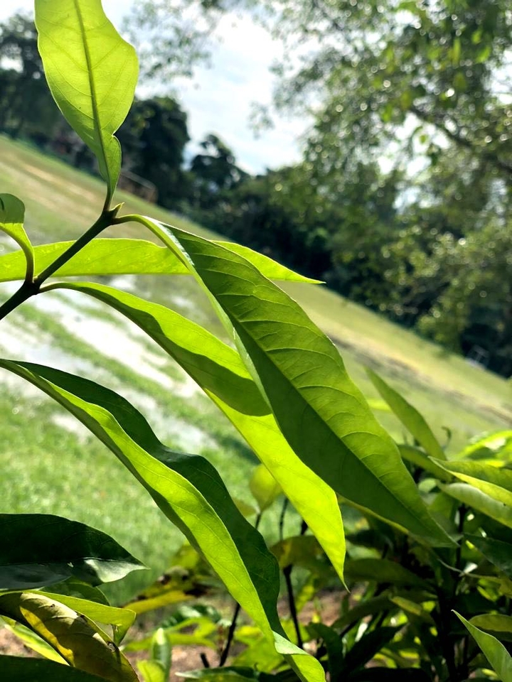 Sunny Leaves