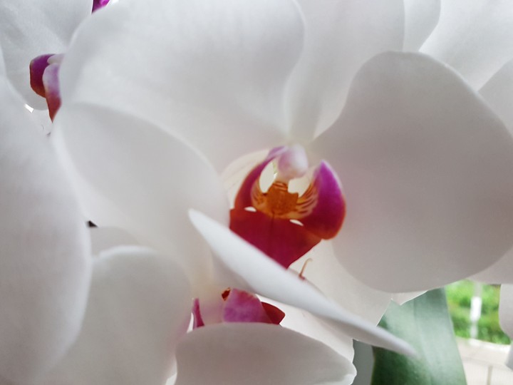 nice flower