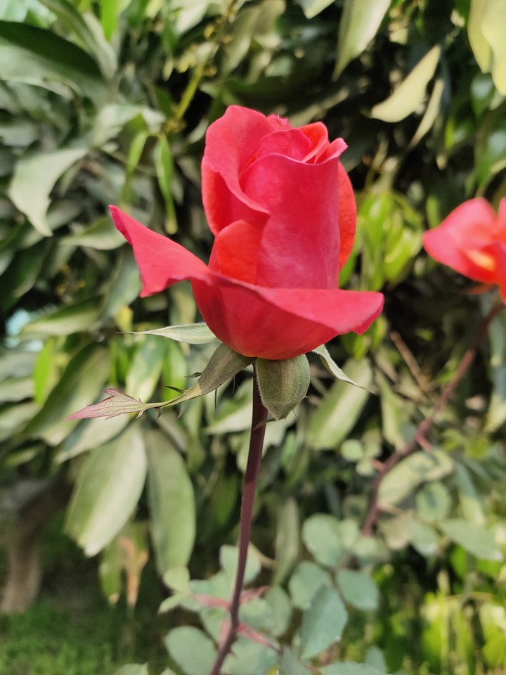 roses