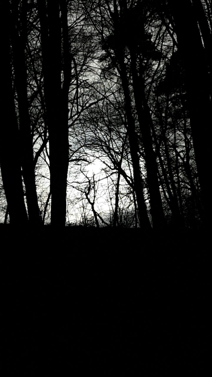 dark Wood