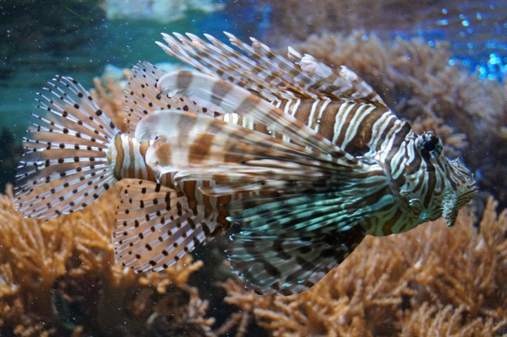 Lion fish