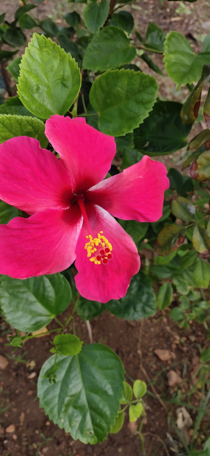 pink flowers