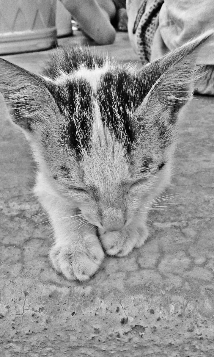 Cat 02