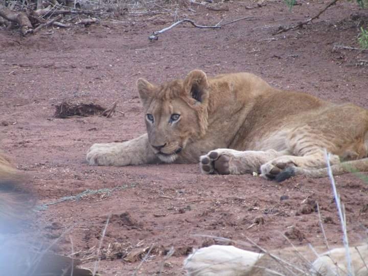 lion cub
