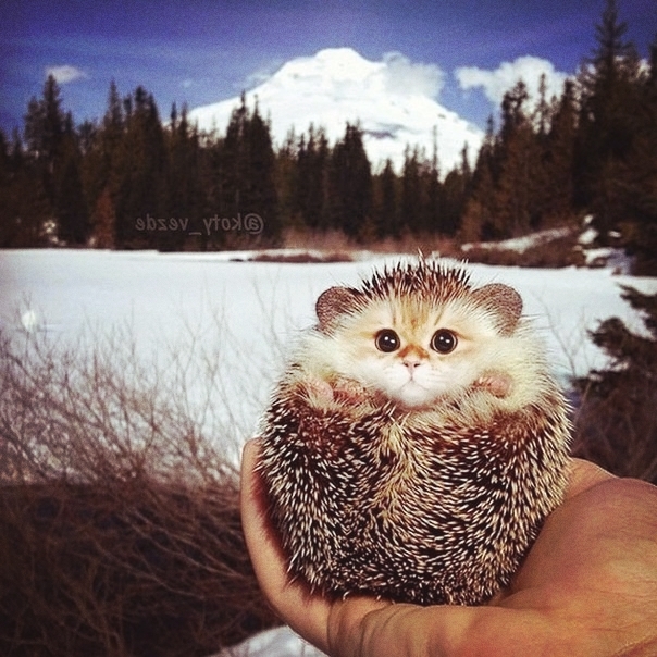 Ежик