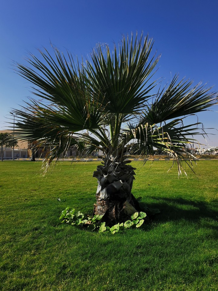 small palm tree