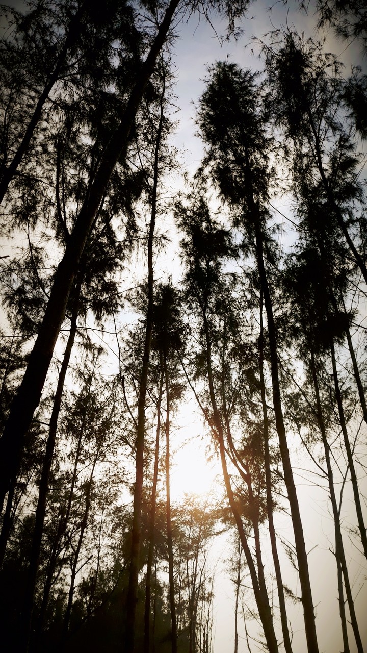 The light