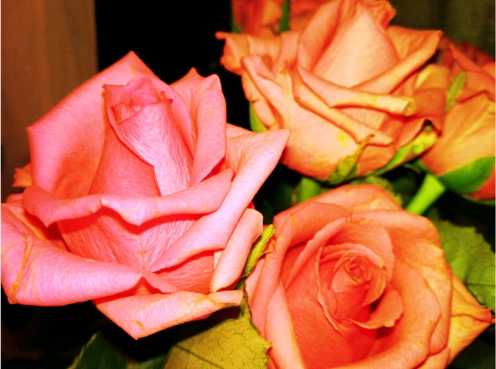 Roses T_T