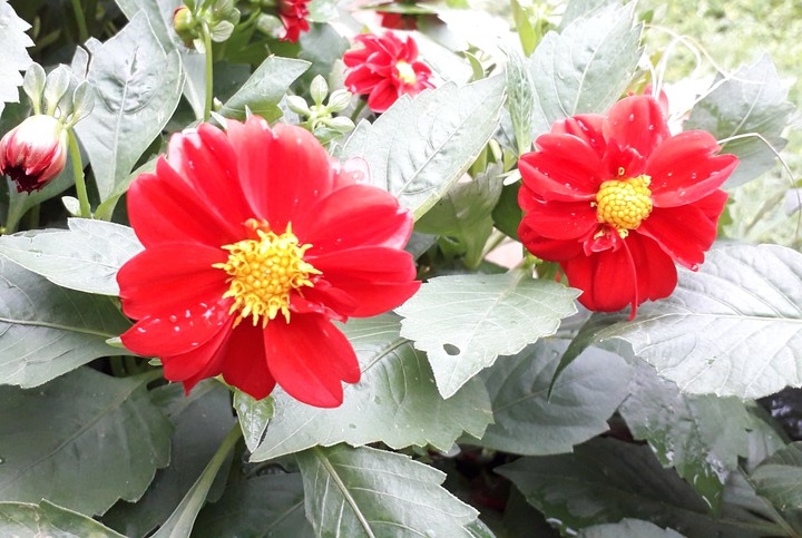 flowers