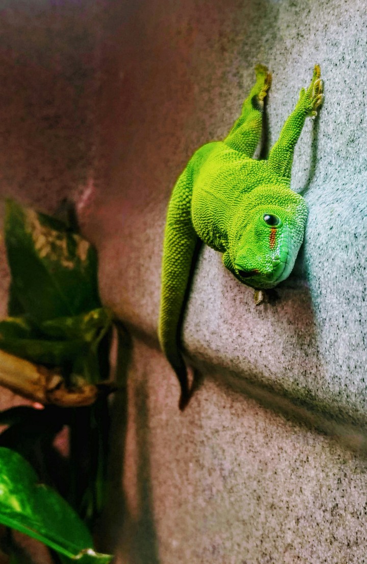 lizard