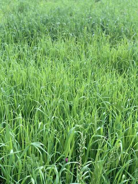 grass