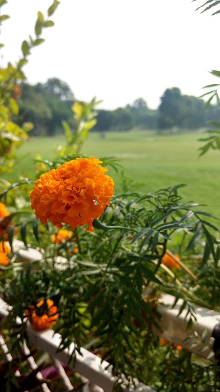 Marigold