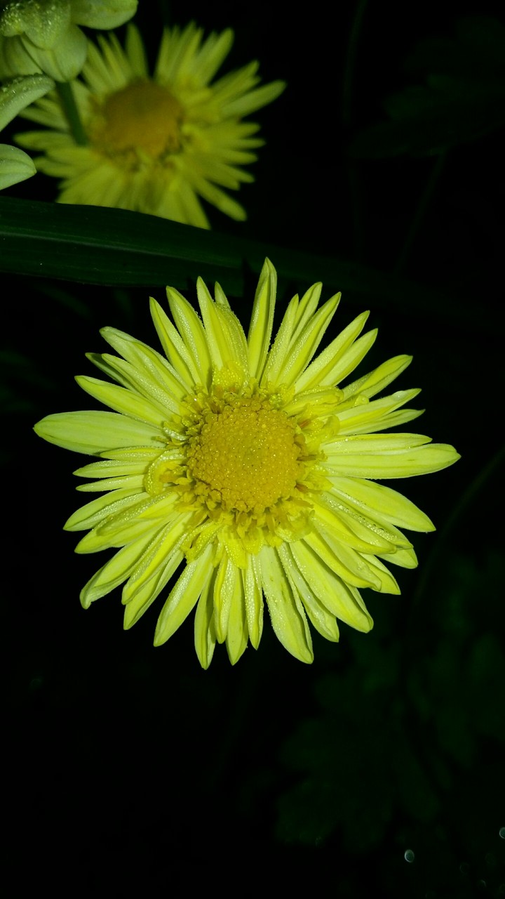 yellow flower