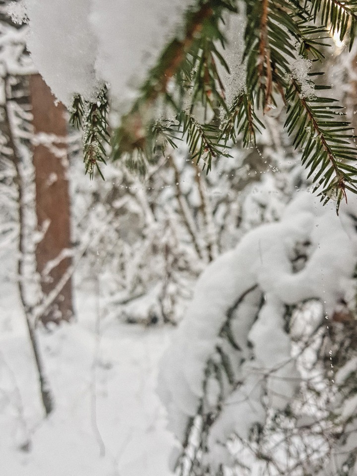 snow tree