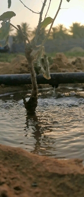 Water and trees
