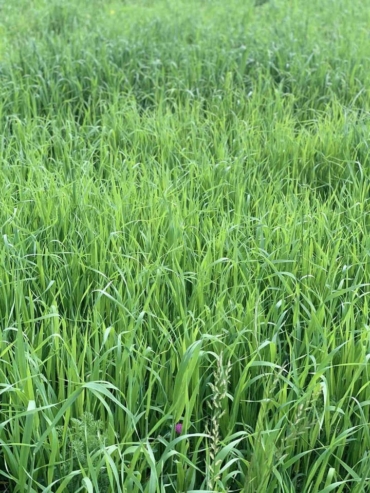 grass