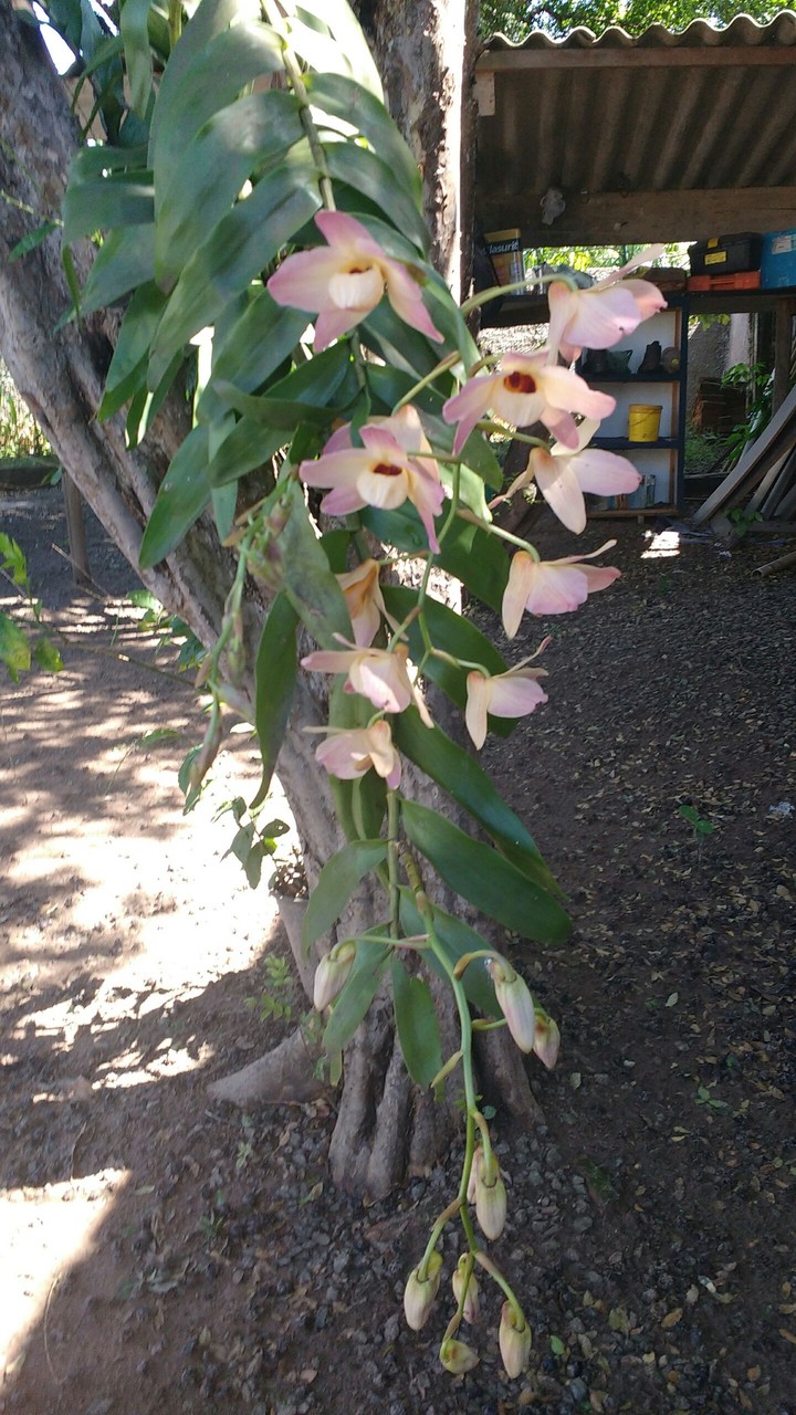 orquídea