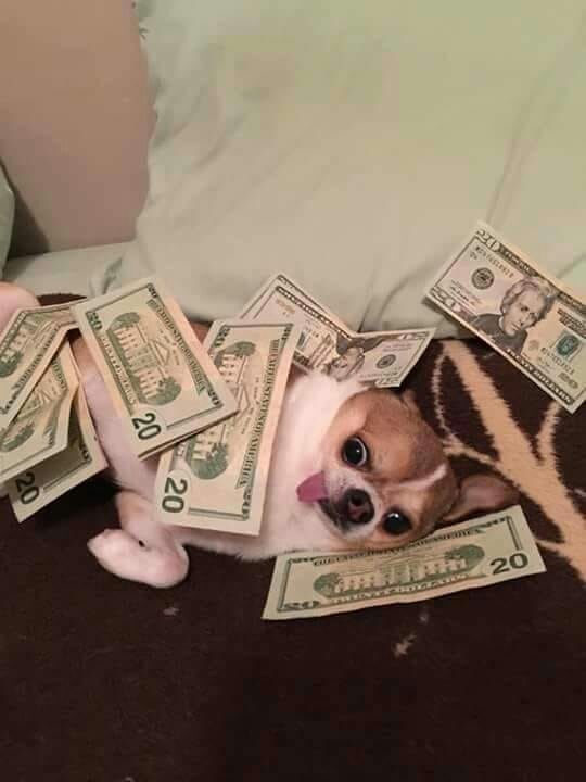 Cachorro