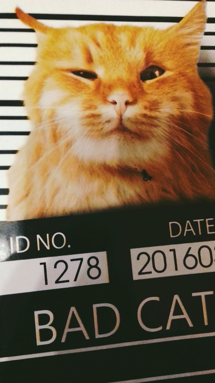 BAD CAT?????