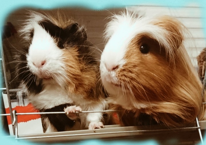Gwinea pigs