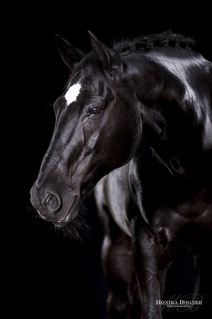 Black Horse