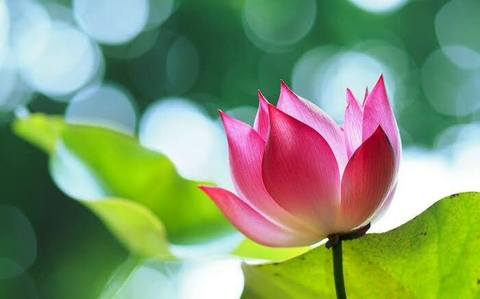 Lotus