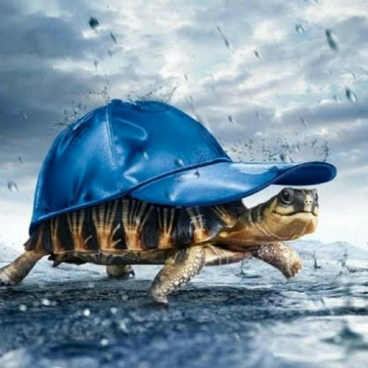 Tortoise.....Cappy cap!