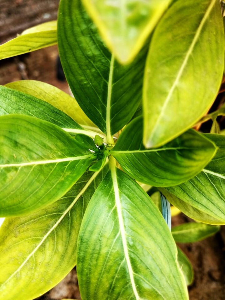 Leaves