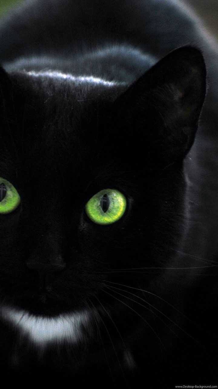 chat