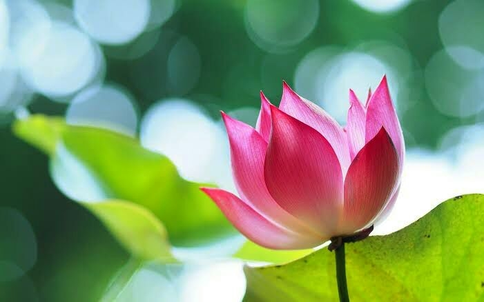 Lotus