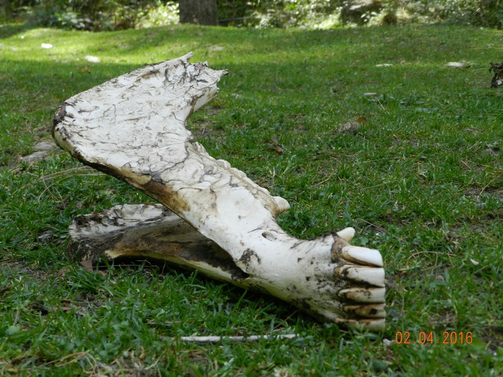 Horse skull