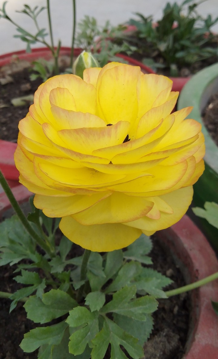 yellow flower