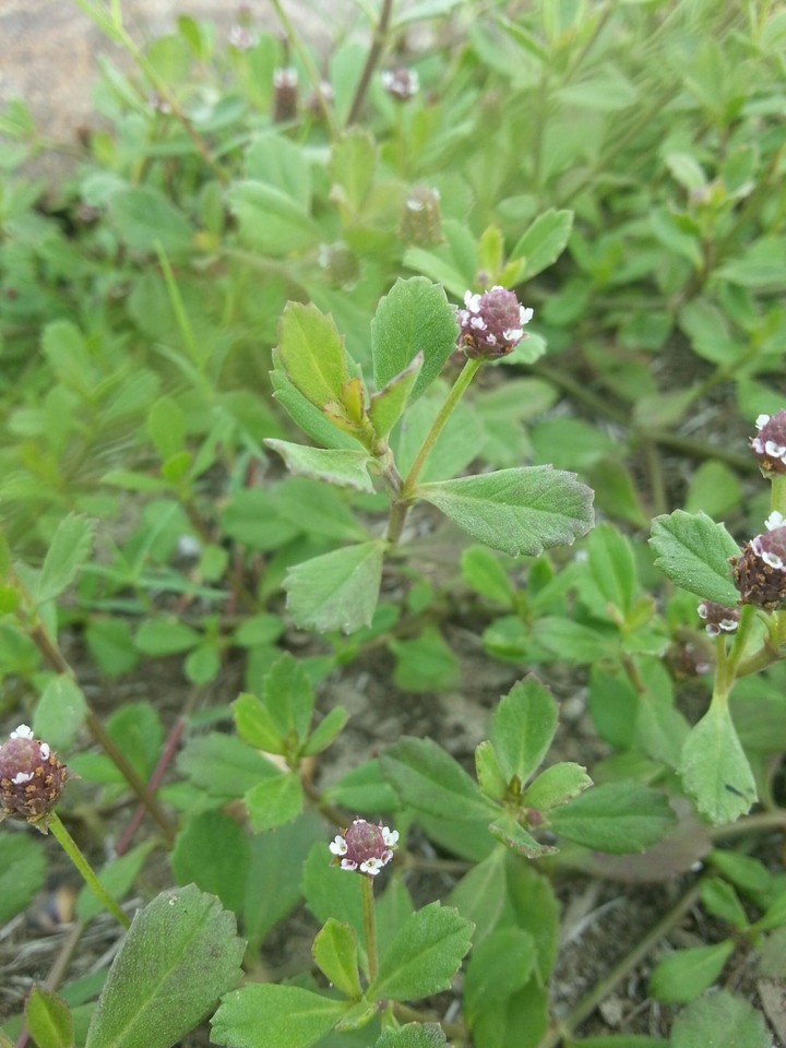 focus flowers
