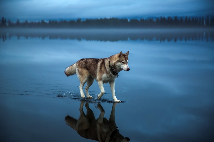 dog