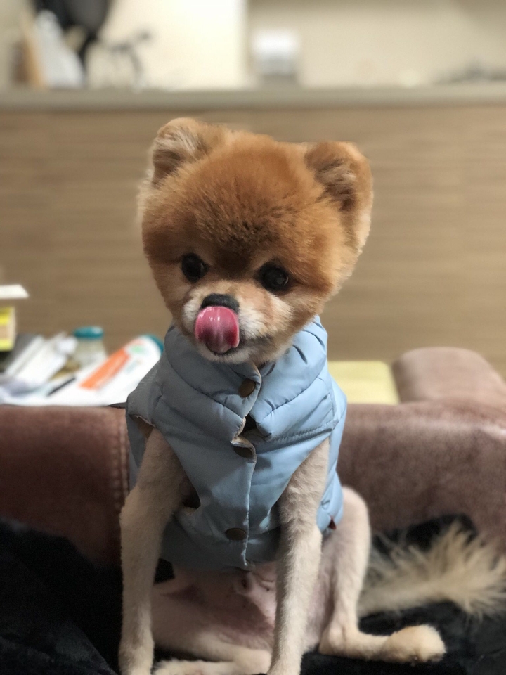 Cuty pet
