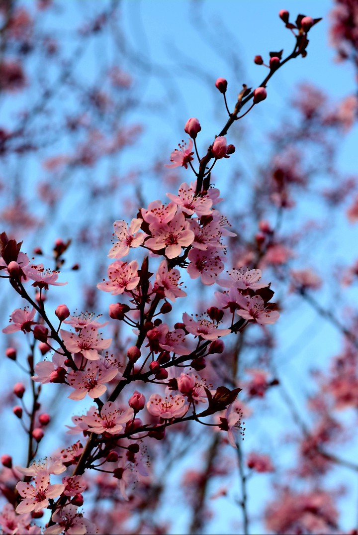 Spring