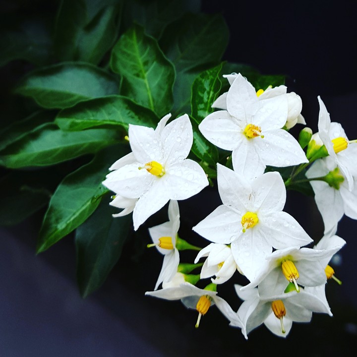 #flower