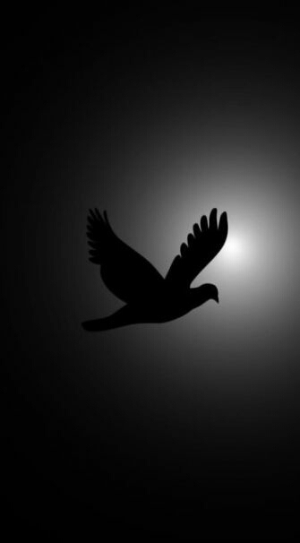 crow